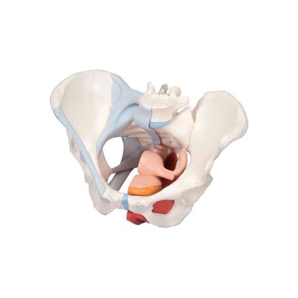 Fabrication Enterprises 3B Anatomical Model - Female Pelvis, 4-Part W/ Ligaments 976995 - main